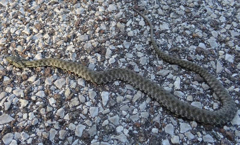 Natrix tessellata